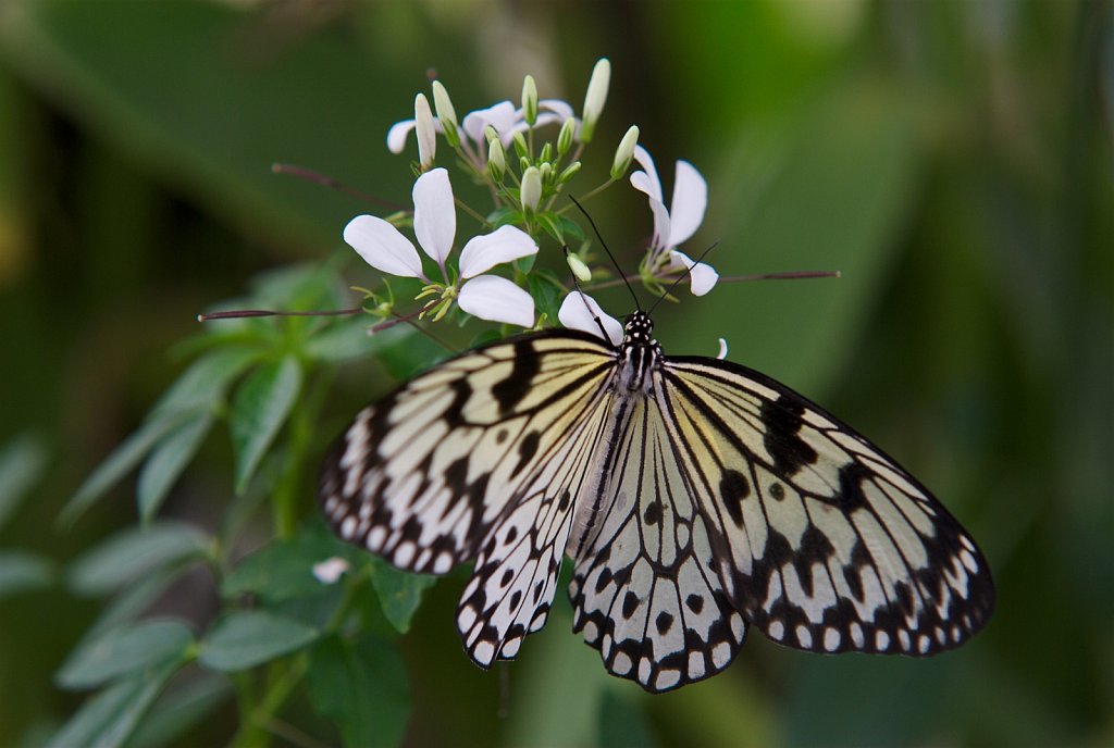 Papillon #2