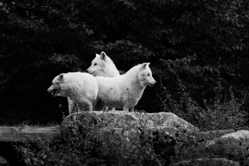 Parc animalier de Sainte-Croix